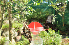 胎内昆虫の家-写真1