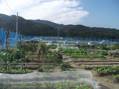 米倉ふれあい農園-写真1