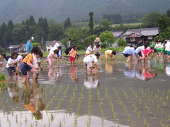 田植え体験-写真1