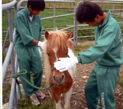 牧場体験-写真1