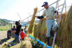 ＴＯＮＯファーム 未知草-写真1