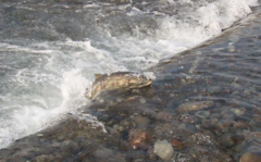 柏崎さけのふるさと公園（展示館）-写真1