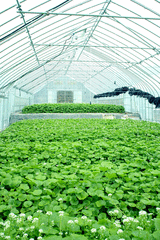 日本海石地わさび園-写真1