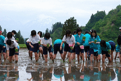 田植え体験-写真2
