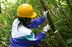 間伐体験-写真2