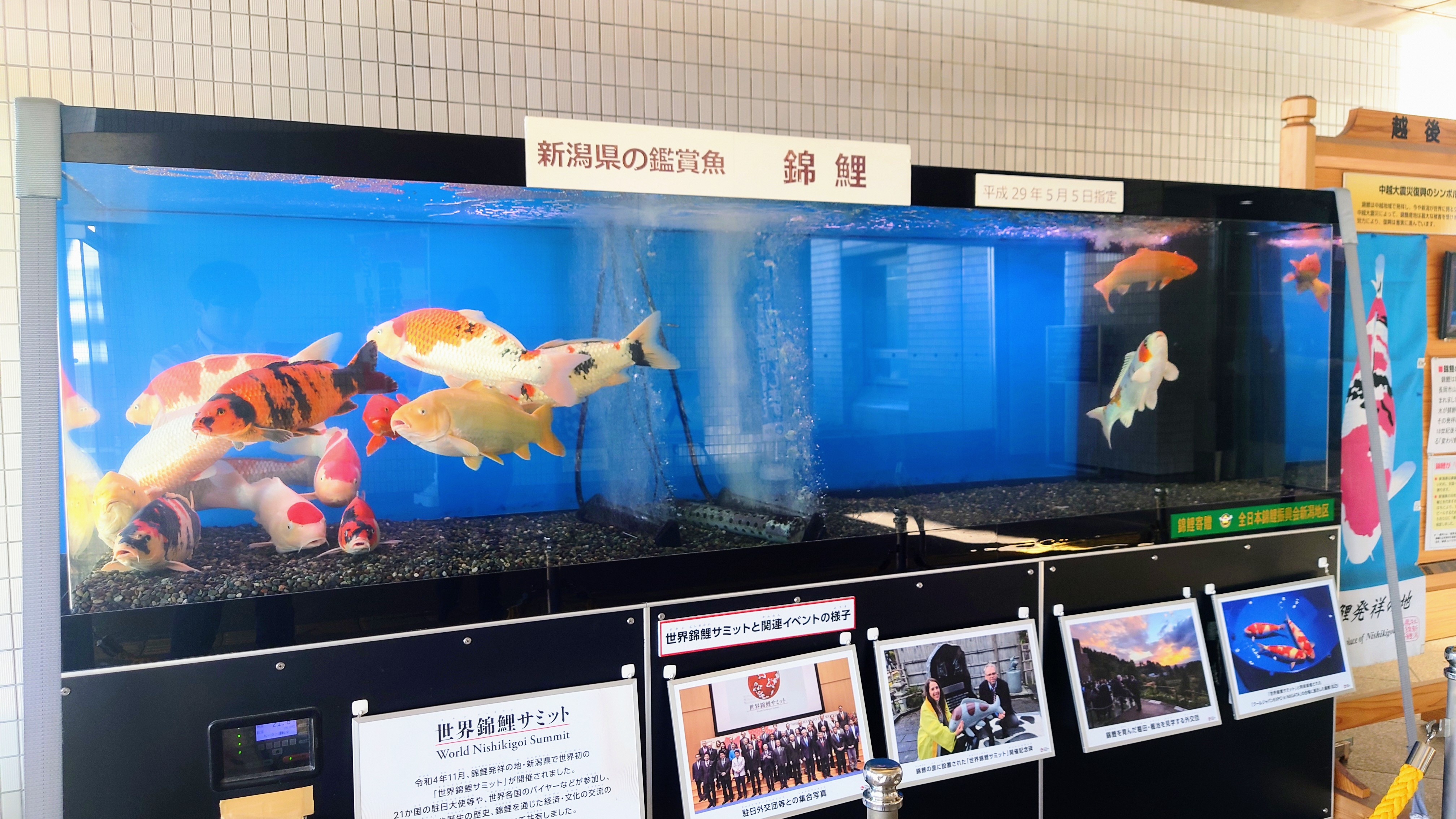 県庁正面玄関で錦鯉を展示しています！ - 新潟県ホームページ