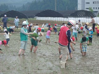小学生と一緒に田植え作業をしている画像