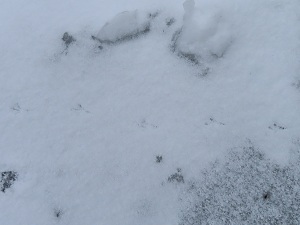 ハクセキレイの足跡