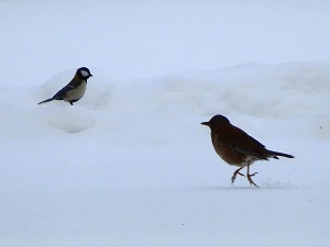 シジュウカラとシロハラの画像