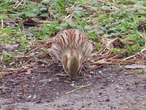 ミヤマホオジロの画像