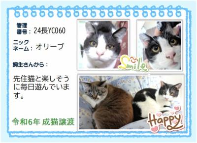 2024年　オリーブ