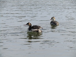 カンムリカイツブリ写真2
