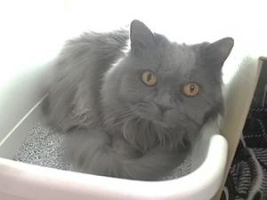 フォーチューン