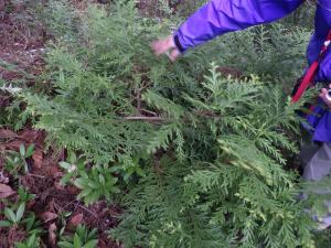 穂木採取に適した木