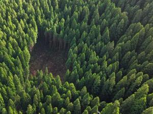 上空から見た伐採後の様子