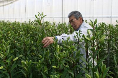 ユリ切り花採花