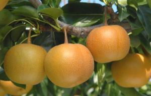 日本なしの写真