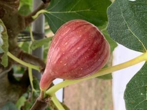 いちじくの写真