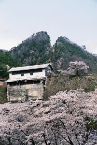 入選「佐渡金山の春」の画像