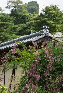 入選「萩の咲く頃」の画像