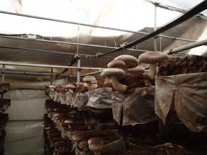 栽培予定キノコ