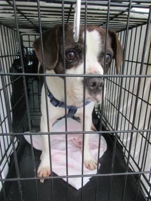 保護している犬