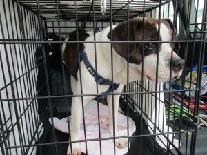 保護している犬