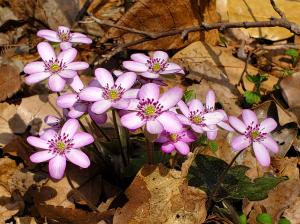 県庁の森に咲いた雪割草1