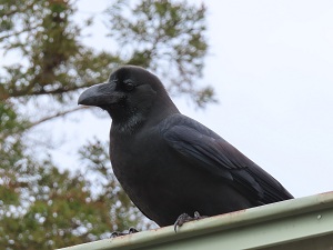 ハシブトガラスの画像
