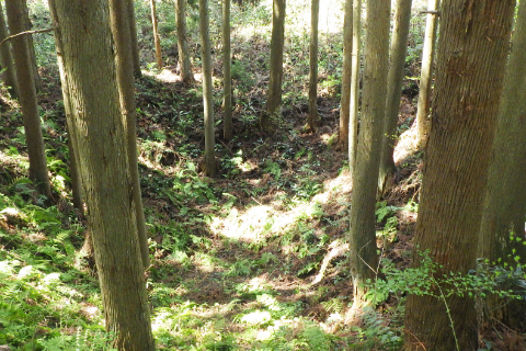 初期の小規模な採掘（鶴子銀山）の画像