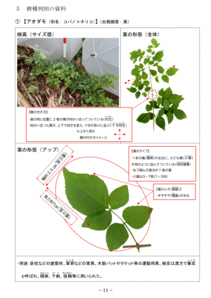 樹種判別資料　サンプル