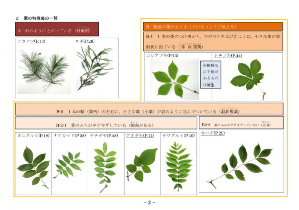葉の特徴毎の一覧　サンプル