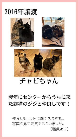 チャビ