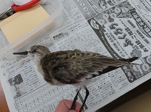 トウネンの剥製の画像