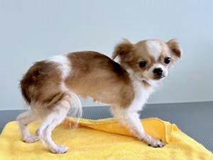 25柏YD015 トコトコ