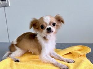 25柏YD015 トコトコ1