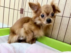 25柏YD016　ぱる-1