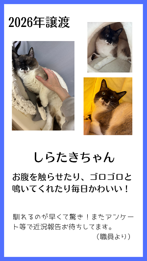 しらたき