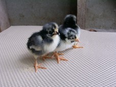 ふ化したばかりのヒナ