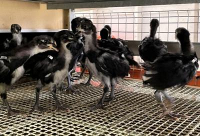 27日齢、育雛器最後の日