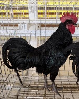 およそ8カ月齢オス