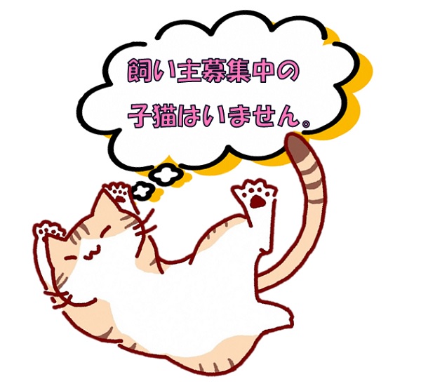 子猫はいません