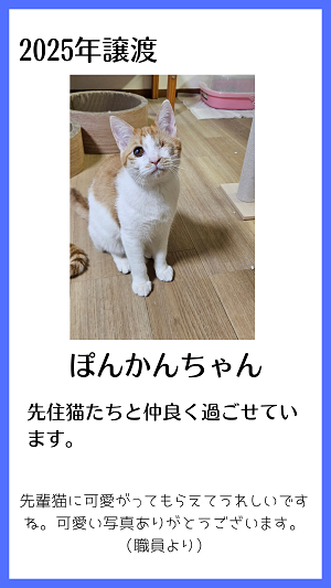 ぽんかん