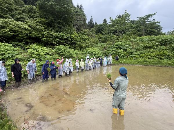 ヤマタネの田植えの様子