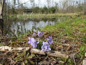 池の畔のスミレ