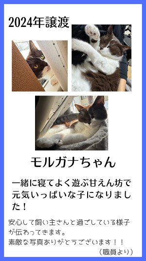 モルガナ