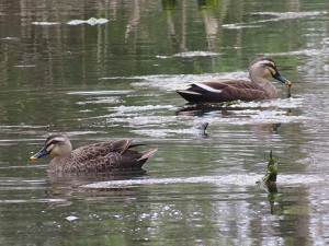 カルガモの画像
