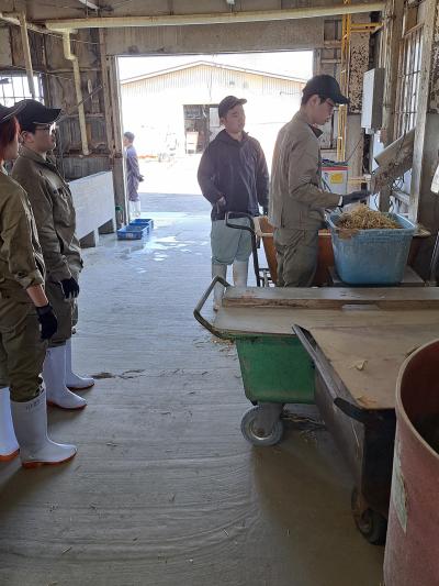 肥育牛のエサ計り