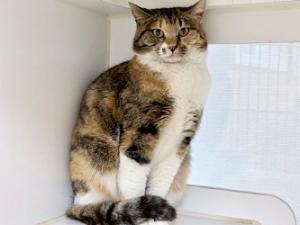 26柏YC004　キャメル-1