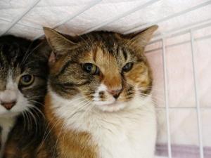 26柏YC004　キャメル①